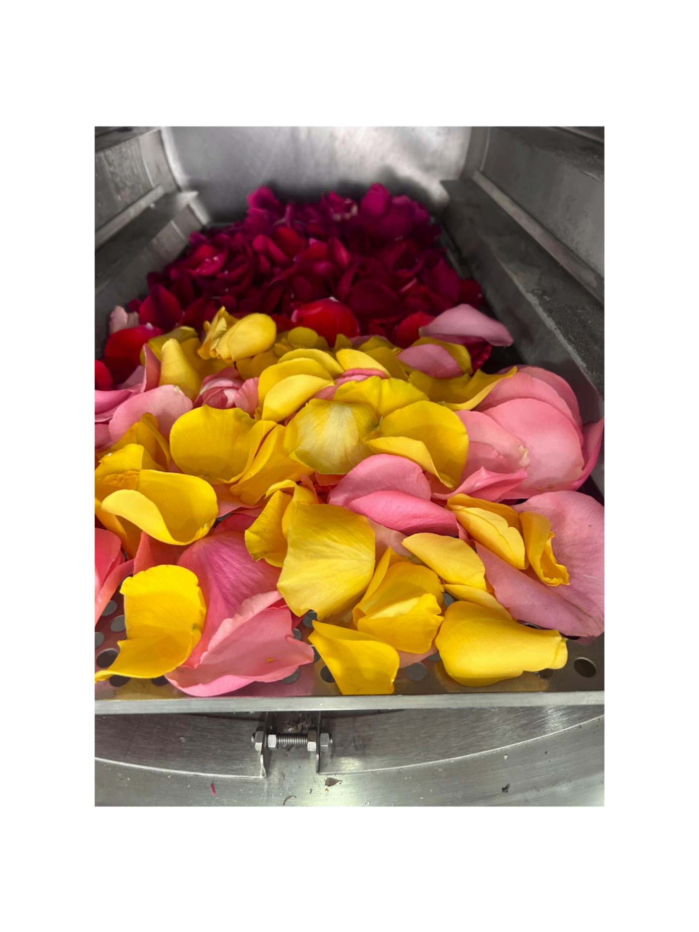Freeze dried wedding toss petals in various colors